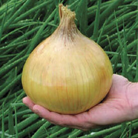 Ailsa Craig Exhibition, Onion Seeds