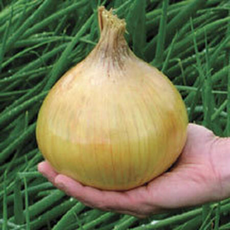 Ailsa Craig Exhibition, Onion Seeds - Packet image number null