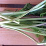 Astro Arugula, Green Seeds - Packet thumbnail number null