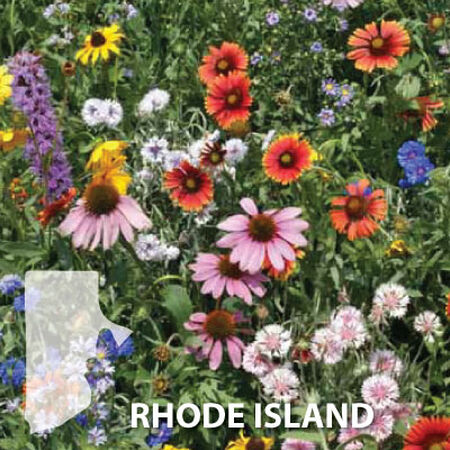Rhode Island Blend, Wildflower Seed - 1 Ounce image number null