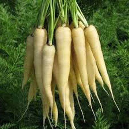 Lunar White, Carrot Seeds - Packet image number null