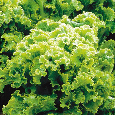 Green Ice, Lettuce Seeds - Packet image number null