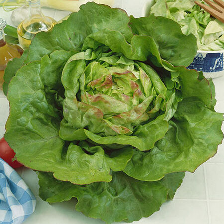 Blush Butter Cos, Lettuce Seeds image number null
