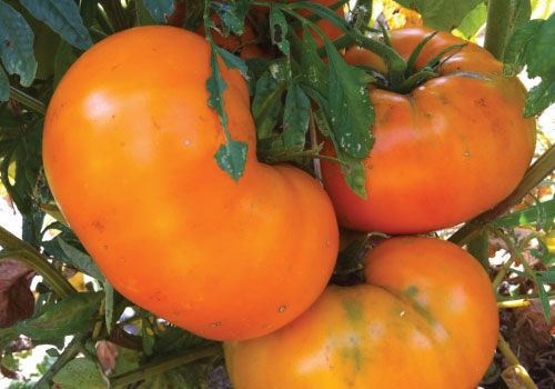 10/100 Seeds Tomato Brandywine Yellow Rich Flavor Ambitious Sweet Big Fruit