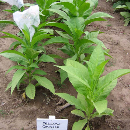 Yellow Orinoco, Tobacco Seed - Packet image number null
