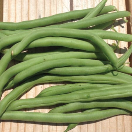 Blue Lake 274 Bush, Bean Seeds - 1 Pound image number null