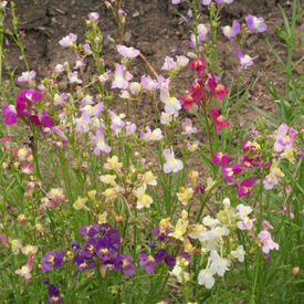 Tall Mix, Snapdragon Seeds