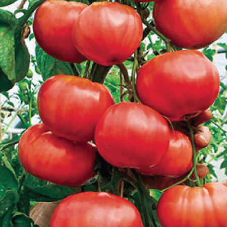 Trip-L-Crop, Tomato Seeds - Packet image number null