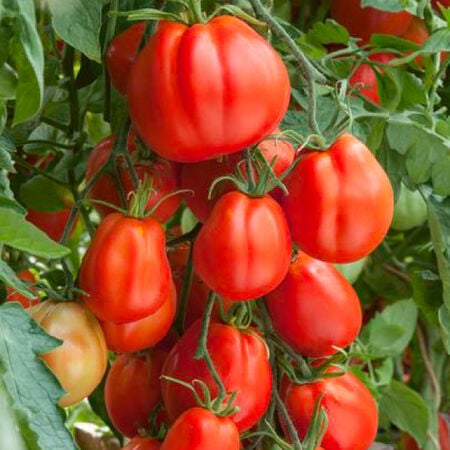 Giant Garden Paste, Tomato Seeds - Packet image number null