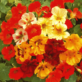 Dwarf Jewel Mix, Nasturtium Seeds