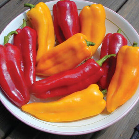 Corno Di Toro Mix, Pepper Seeds - Packet image number null