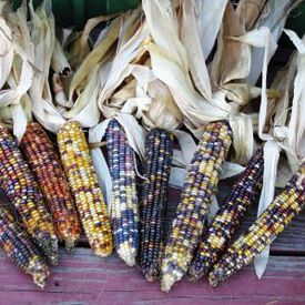 Ornamental Large Ear, Corn Seed