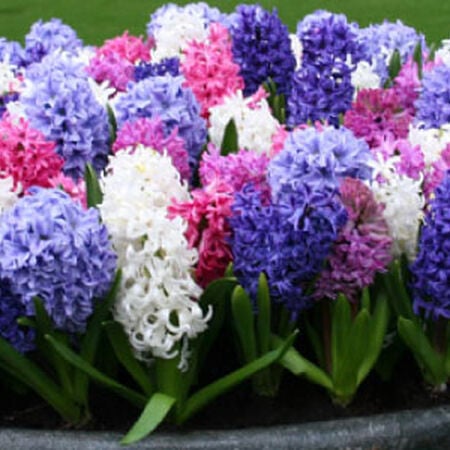 Color Mix, Hyacinth Bulbs image number null