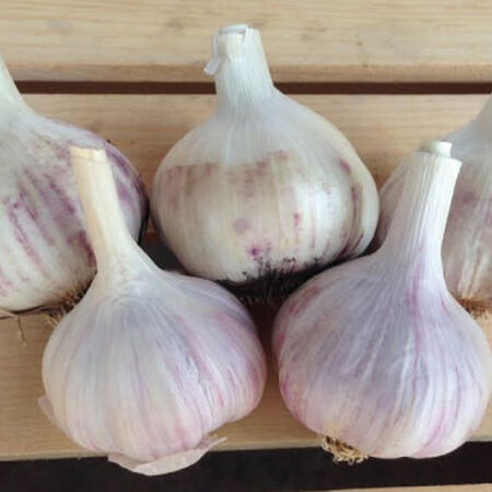 Spanish Roja, Garlic - 25 Pounds image number null