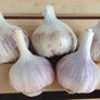 Spanish Roja, Garlic - 25 Pounds thumbnail number null