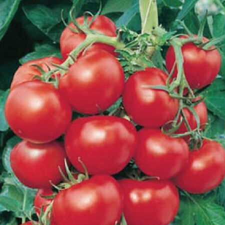 Early Cascade, Tomato Seeds - Packet image number null