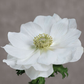 Gemstone White, (F1) Anemone Seed