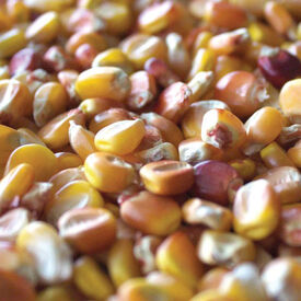Rebellion, Corn Seed