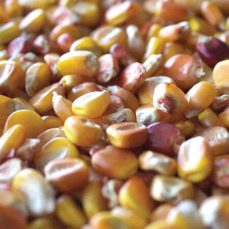 Rebellion, Corn Seed - Packet (1 oz.) image number null