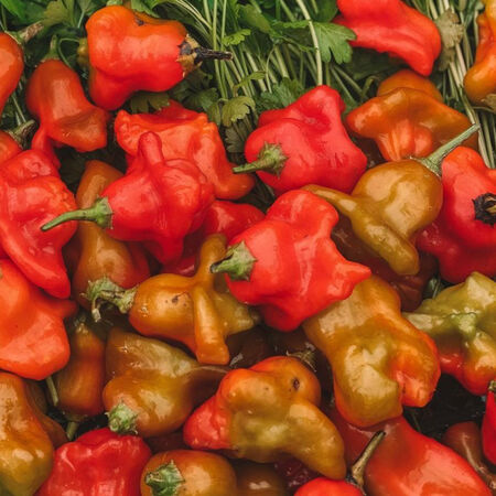 Bishop's Crown, Pepper Seeds - Packet image number null