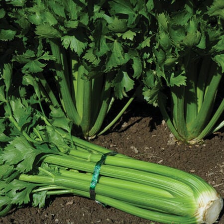Tall Utah 52-70, Celery Seeds - Packet image number null