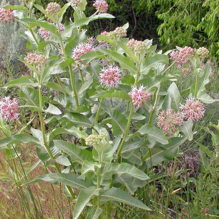 Showy, Asclepias (Butterfly Weed) - Packet image number null