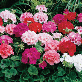 Mix Maverick, Geranium Seeds