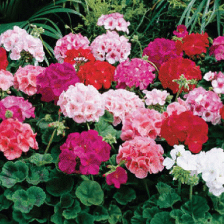 Mix Maverick, Geranium Seeds - Packet image number null