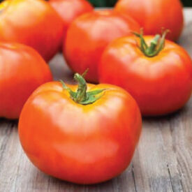 Marion, Tomato Seeds