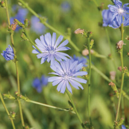 Forage Chicory, Broadleaf - 1 Pound image number null