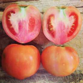 Abe Lincoln, Tomato Seeds