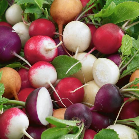 Fiesta Blend, Radish Seeds - Packet image number null