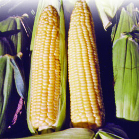 Buttergold, (F1) Corn Seed