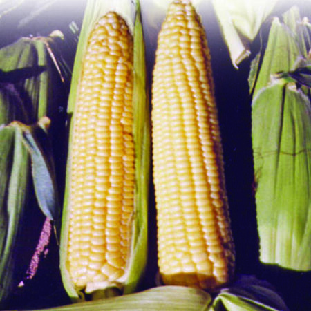 Buttergold, Corn Seed - 50 Seeds image number null