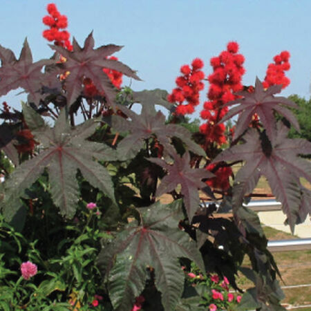 Gibsonii (Castor Bean), Ricinus Seeds - Packet image number null