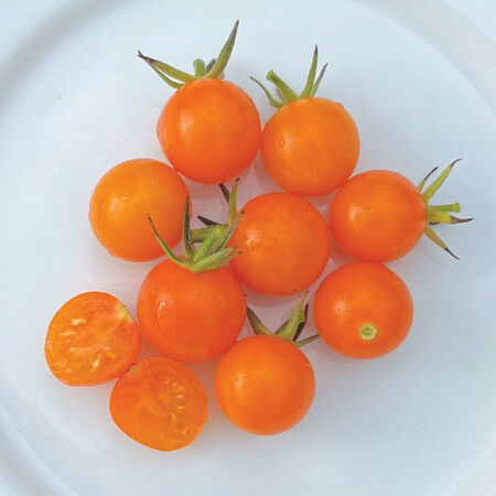 Sun Gold, Tomato Seeds - Packet image number null