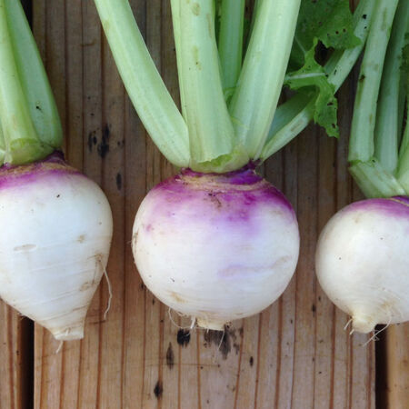 Purple Top White Globe, Turnip Seeds - Packet image number null