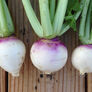 Purple Top White Globe, Turnip Seeds - Packet thumbnail number null