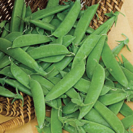 Super Sugar, Pea Seeds - Packet (1 oz.) image number null