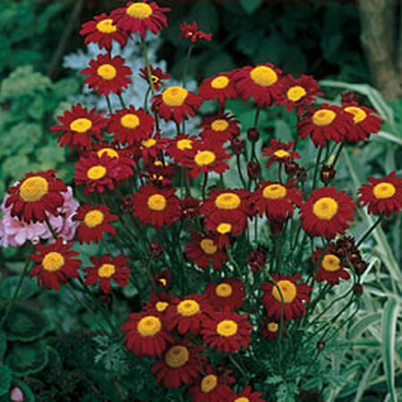 Robinson's Crimson, Pyrethrum Seeds - Packet image number null