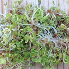 French Mix, Sprout Seeds