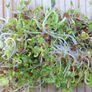 French Mix, Sprout Seeds - 1/4 Pound thumbnail number null