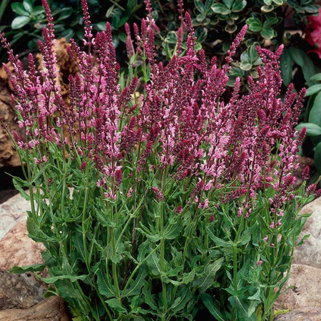 Rose Queen, Salvia Seeds - 1,000 Seeds image number null