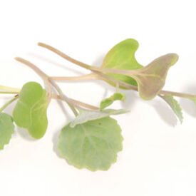 Georgia Southern Collard, Microgreen Seeds