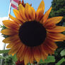 Autumn Beauty, Sunflower Seeds - Packet thumbnail number null