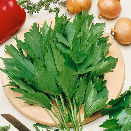 Common, Lovage Seeds - 1/4 Pound image number null