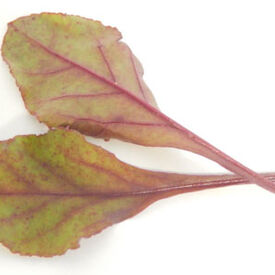 Bull's Blood Beet, Microgreen Seeds