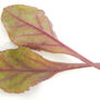 Bull's Blood Beet, Microgreen Seeds - 1/4 Pound thumbnail number null
