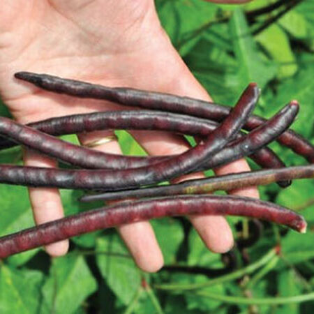 Pinkeye Purple Hull, Cowpea Seeds - Packet image number null