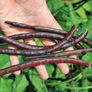 Pinkeye Purple Hull, Cowpea Seeds - Packet thumbnail number null